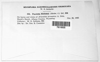 Puccinia absinthii image